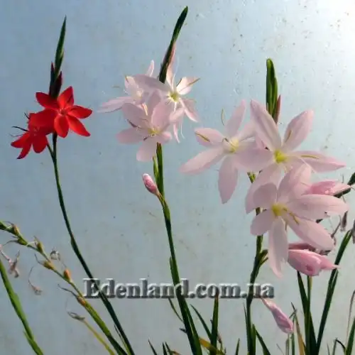 Изображение Схизостилис шарлаховый - Schizostylis coccinea