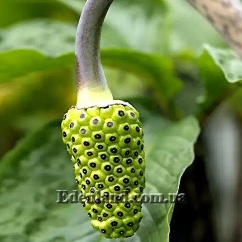 Изображение зеленые плоды