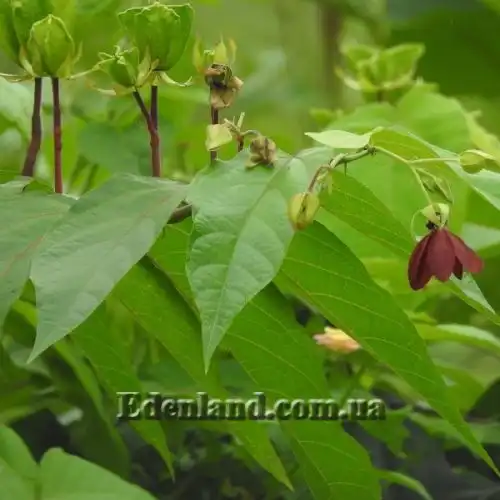 Зображення Аброма велична  - Abroma augusta