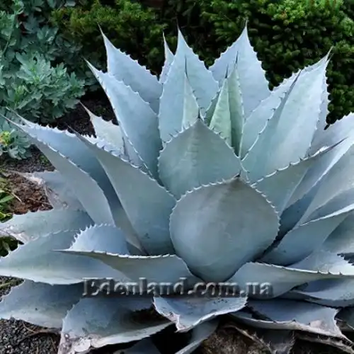 Изображение Агава яйцелистная (Гигант) - Agave ovatifolia (Giant)