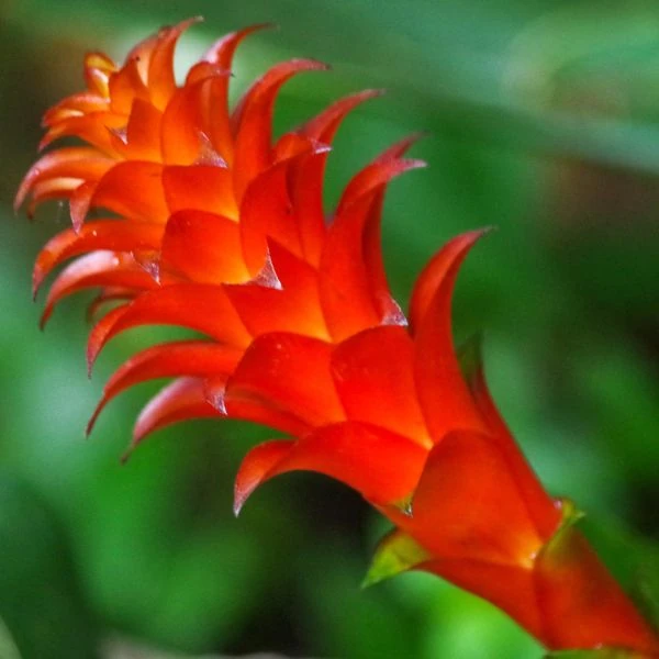 Зображення Піткернія чорна - Pitcairnia nigra 