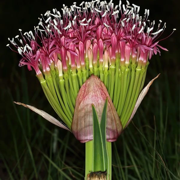 Изображение Боофона двухрядная  - Boophone disticha