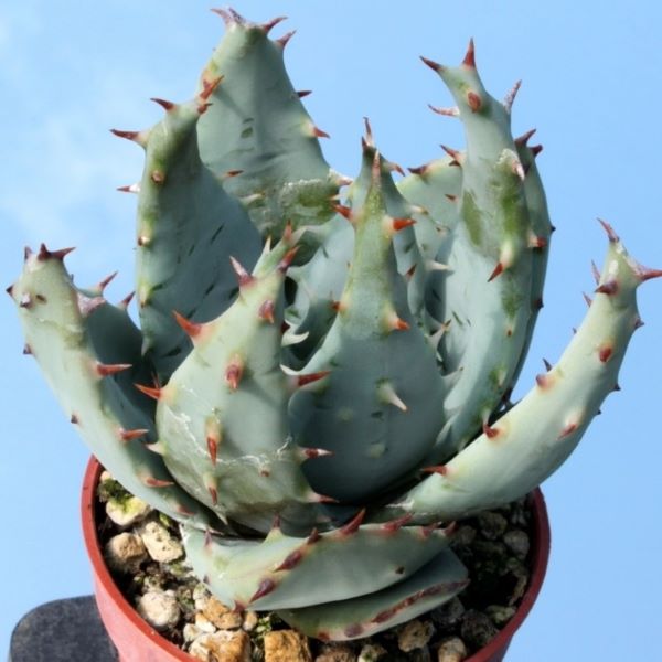 Зображення Алое Пеглер - Aloe peglerae