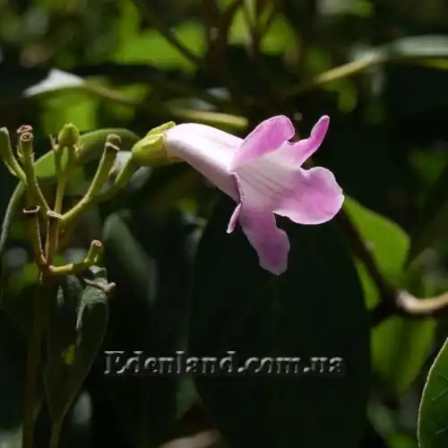 Зображення Делостома цільнолиста - Delostoma integrifolium