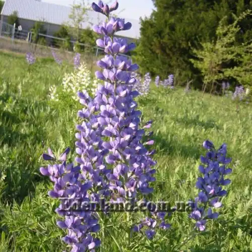 Изображение Баптизия южная - Baptisia australis 