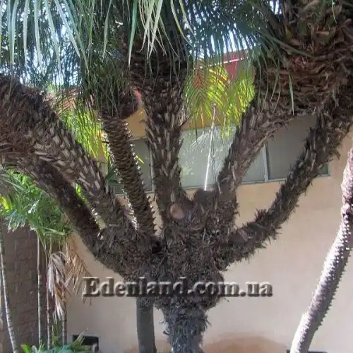 Зображення Фінік Робелена - Phoenix roebelenii