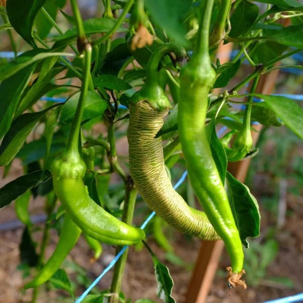 Зображення Перець Режа Македонський - Rezha Macedonian 