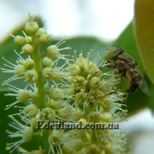 Изображение Терминалия Чебула   - Terminalia chebula 