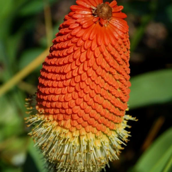 Зображення Кніпхофія Норт - Kniphofia northiae