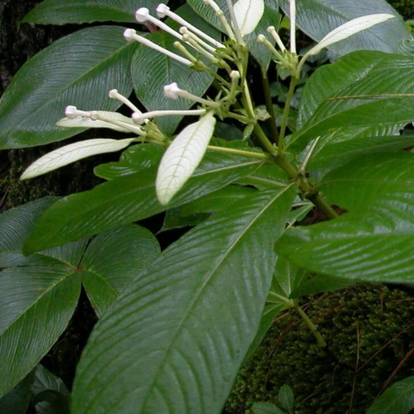 Зображення Неогіменопогон паразитичний - Neohymenopogon parasiticus 