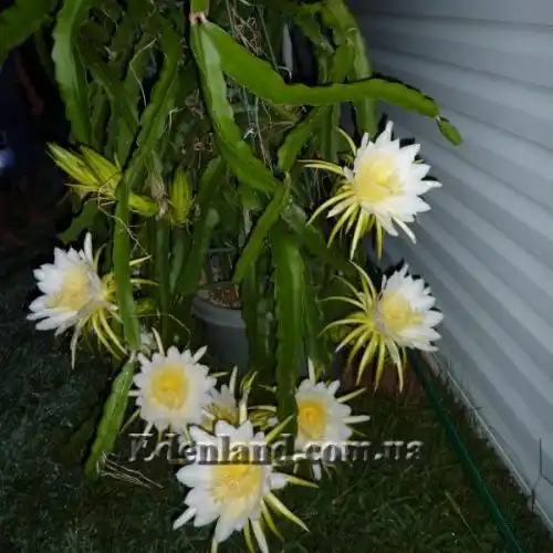 Зображення Гілоцереус великоквітковий - Hylocereus megalanthus 