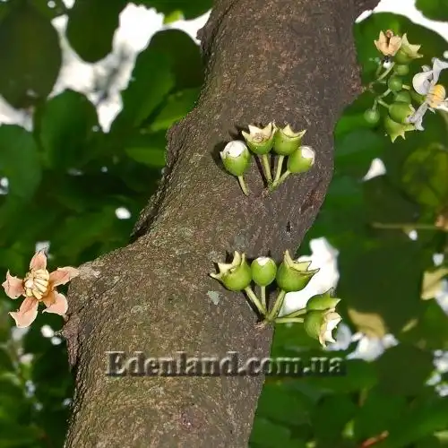 Изображение цветы и плоды