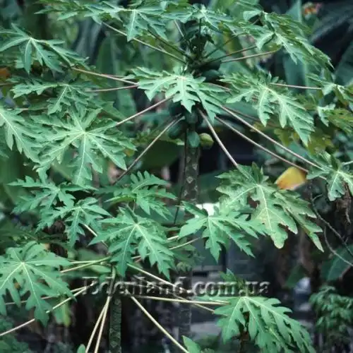 Изображение Карика кундинамаркская - Carica cundinamarcensis