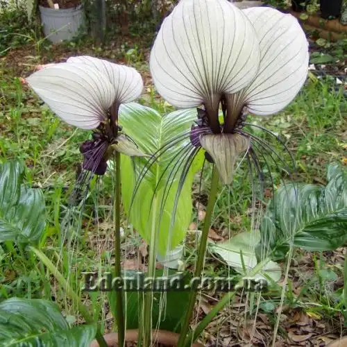 Изображение Такка цельнолистная - Tacca integrifolia 
