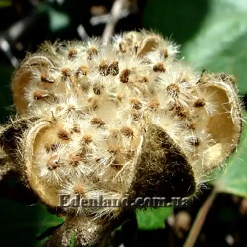 Зображення Гібіскус мінливий - Hibiscus mutabilis