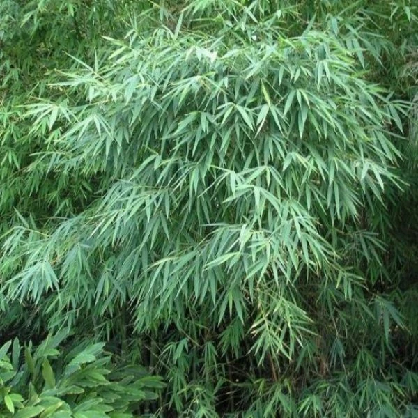 Изображение Дендрокаламус прямой - Dendrocalamus strictus 