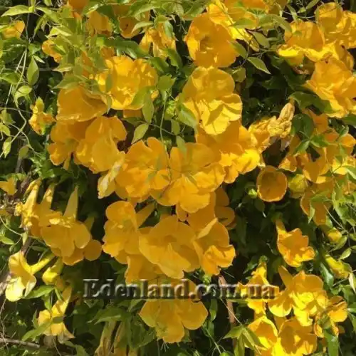 Изображение цветение