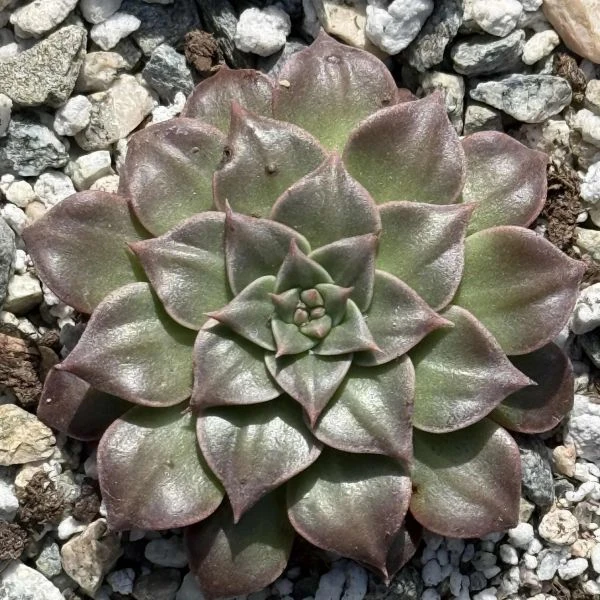 Зображення Граптопеталум прекрасний  - Graptopetalum bellum 