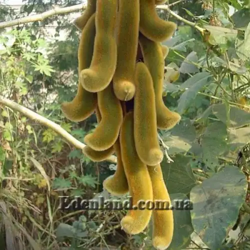 Изображение Мукуна жгучая - Mucuna pruriens