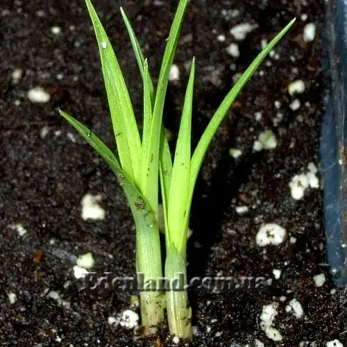 Изображение всходы