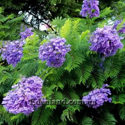 Жакаранда мимозолістна - Jacaranda mimosifolia