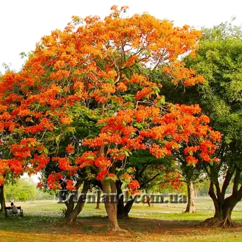 Изображение цветущее растение