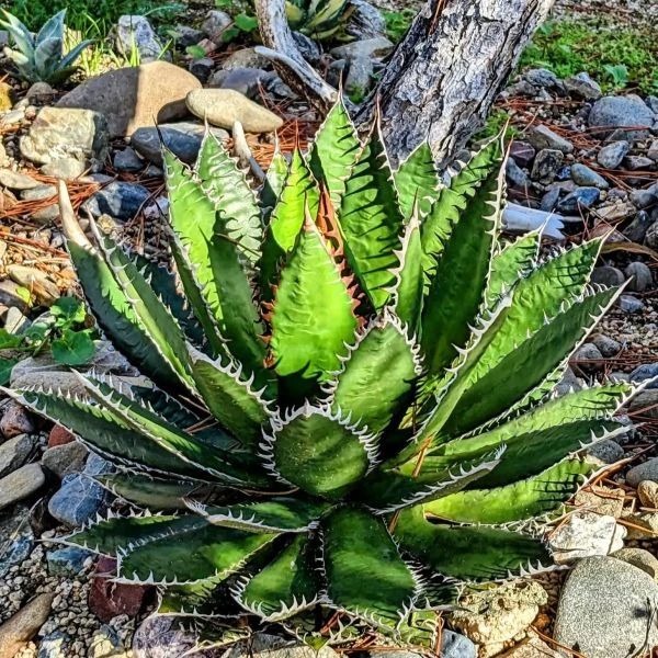 Изображение Агава ужасная 