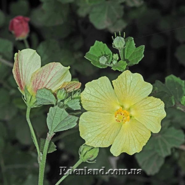 Зображення Павонія обгризена - Pavonia praemorsa