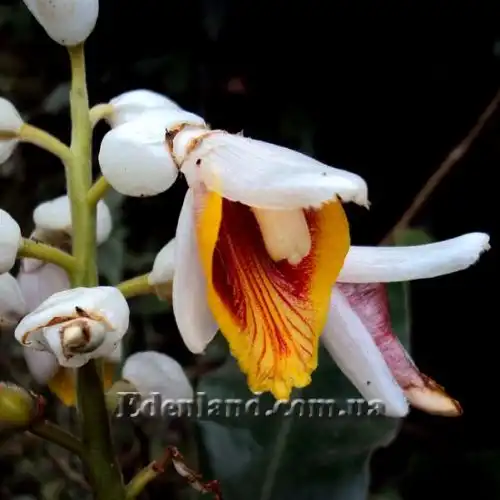 Изображение Альпиния малаккская - Alpinia malaccensis