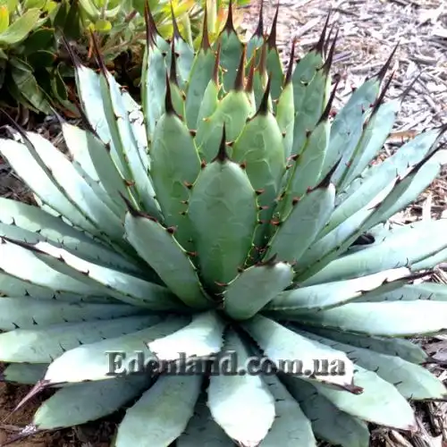 Изображение Агава крупноколючковая - Agave macroacantha