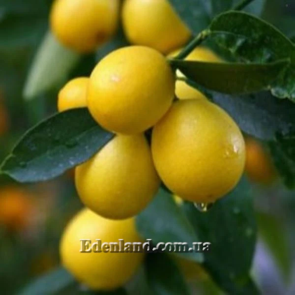 Зображення Лаймкват Юстіс