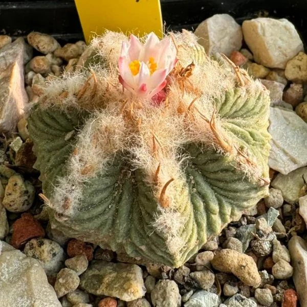 Изображение Ацтекиум Риттера  - Aztekium ritteri 