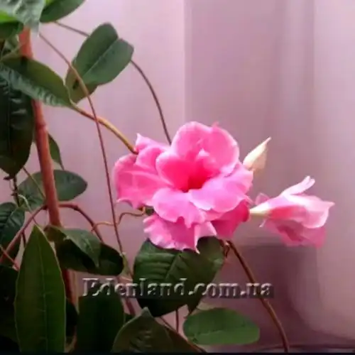 Изображение Мандевилла приятная - Mandevilla amabilis 