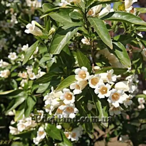 Изображение Ротмания шаровидная - Rothmannia globosa