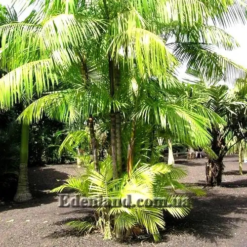 Изображение взрослое растение