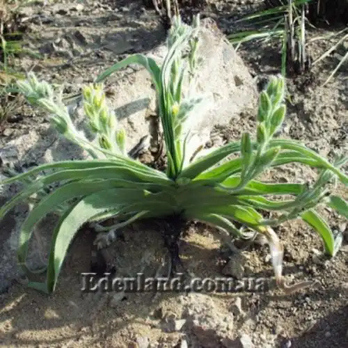 Изображение Гипоксис гемерокаллисовидный - Hypoxis hemerocallidea