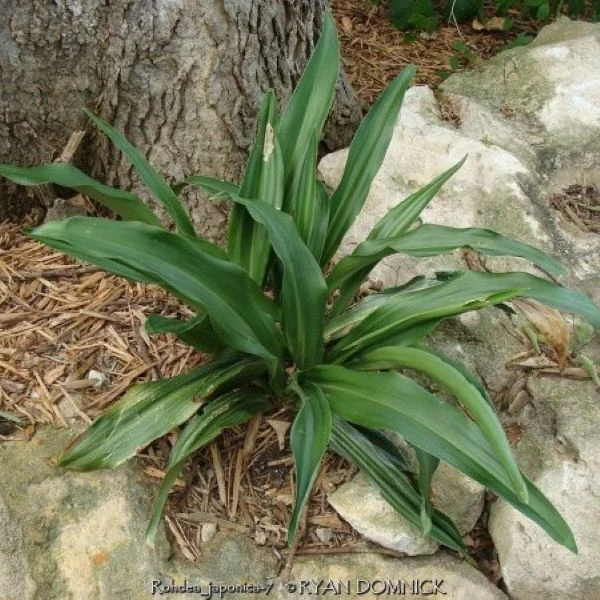 Зображення кущ в саду