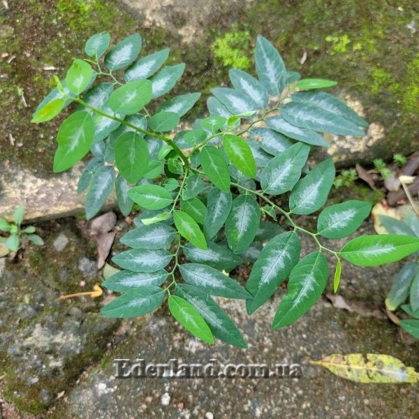 Изображение молодое растение