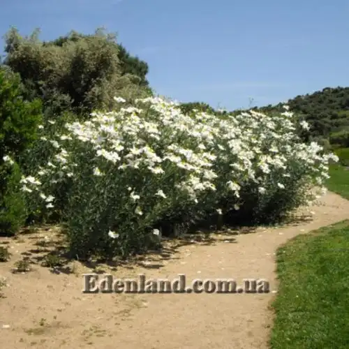 Изображение Ромнея Культера - Romneya coulteri