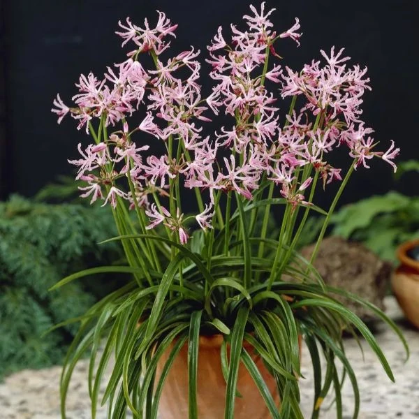 Зображення Неріне хвиляста - Nerine undulata 