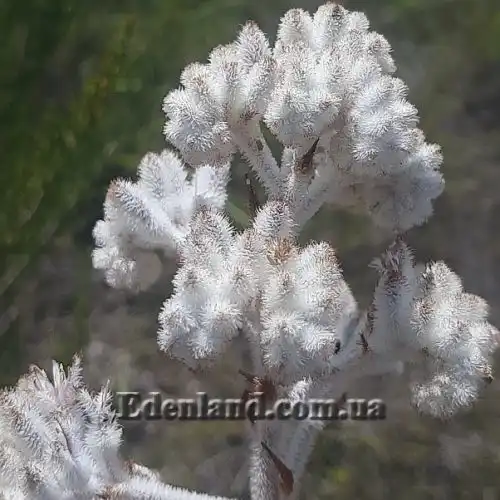 Изображение Ланария мохнатая - Lanaria lanata