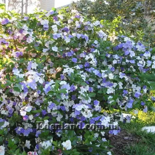 Изображение Брунфельзия широколистная  - Brunfelsia latifolia