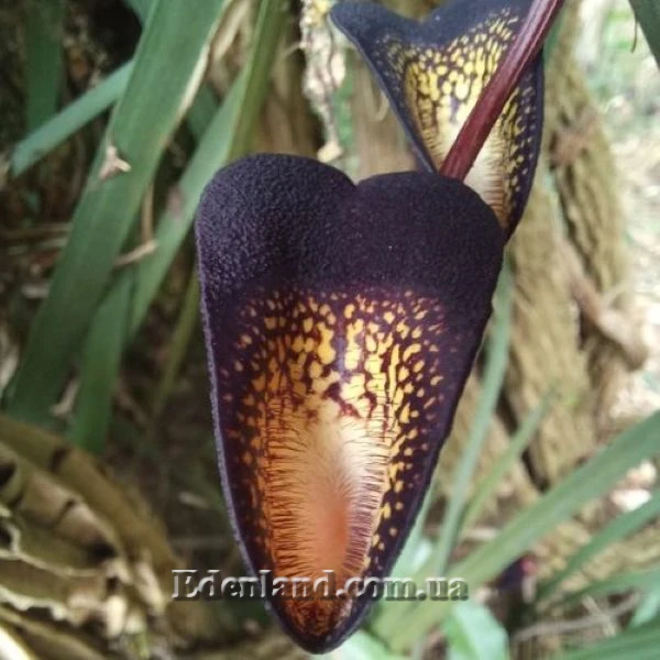 Изображение Аристолохия беложильчатая  - Aristolochia leuconeura