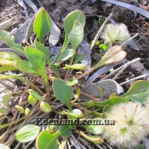 Изображение Птилотус лапатчатый - Ptilotus spathulata