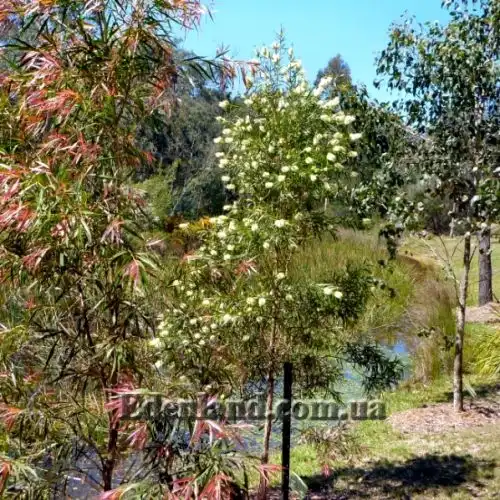 Изображение Мелалеука Лофанта - Melaleuca lophantha