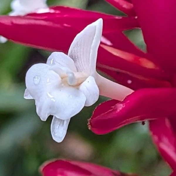 Зображення Альпінія прекрасна 'Нова Гвінея' - Alpinia pulchra 'New Guinea'  