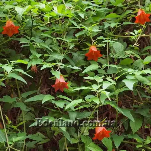 Изображение Канарина канарская - Canarina canariensis