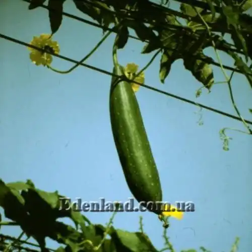 Зображення плід