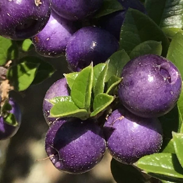 Изображение Рафитамнус колючий - Rhaphithamnus spinosus 