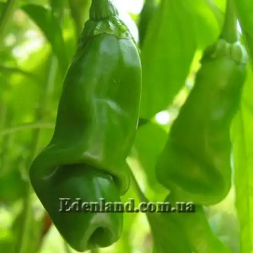 Изображение Перец Old Man 